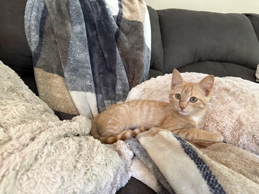 Clementine, Adoptable, Kitten Female Domestic Medium Hair.