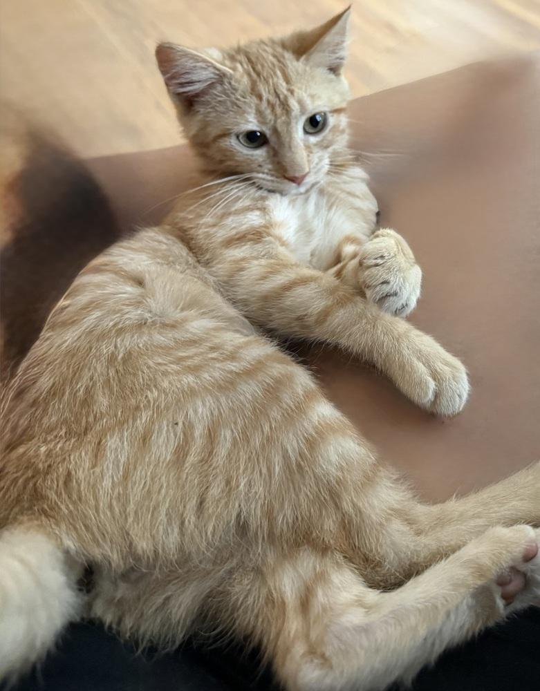 Enlarge Clementine, a Adoptable Domestic Medium Hair in Emporia, KS image 2/2