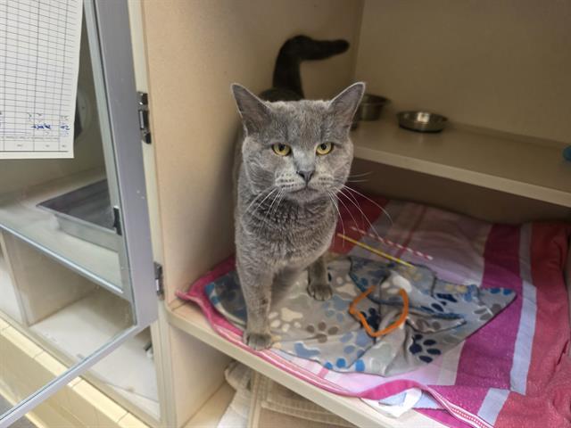 FORREST GUMP, Adoptable, Adult Male Domestic Short Hair.