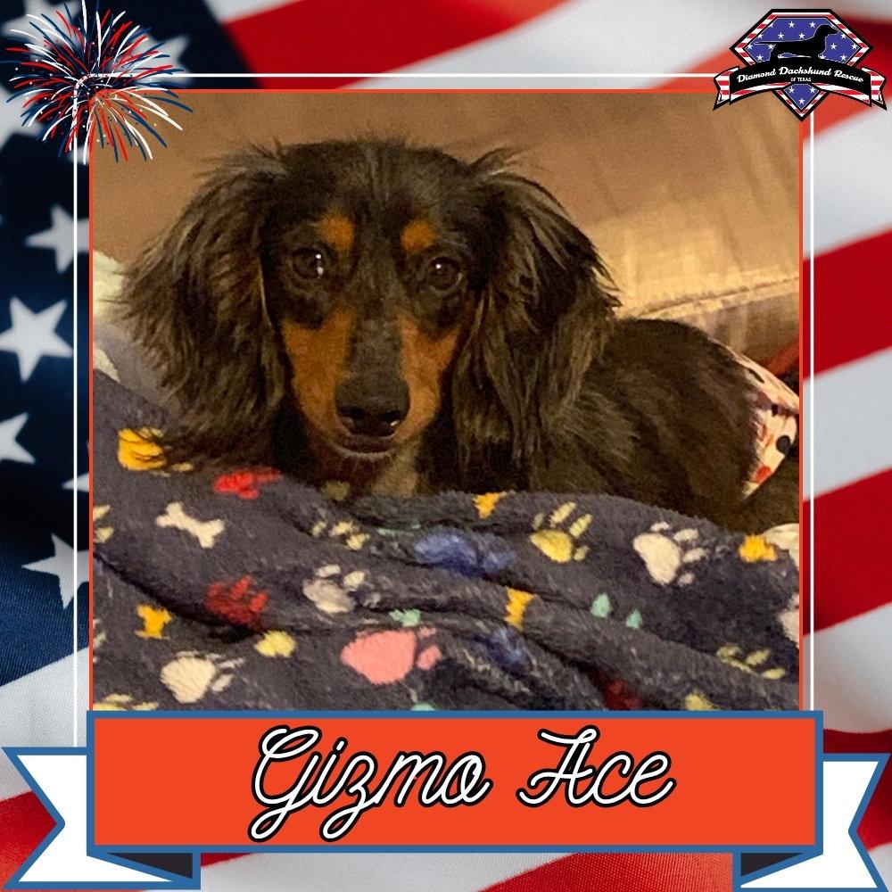 Gizmo Ace, Adopted, Adult Male Dachshund.
