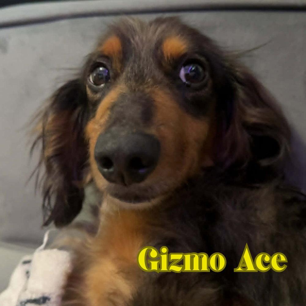 Enlarge Gizmo Ace, a Adopted Dachshund in San Antonio, TX image 2/3