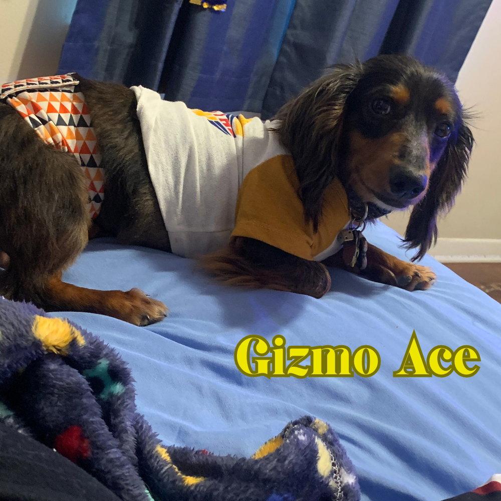 Enlarge Gizmo Ace, a Adopted Dachshund in San Antonio, TX image 3/3