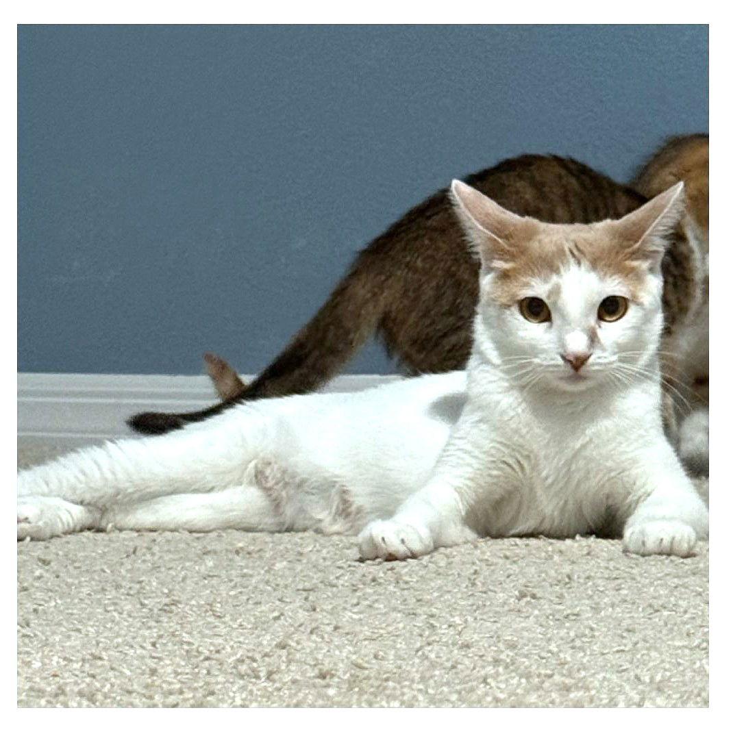 Peaches, a Adoptable Domestic Short Hair in St. Cloud, FL image 1/3