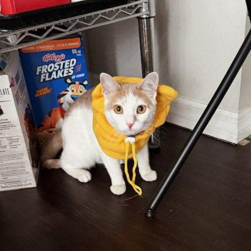 Peaches, a Adoptable Domestic Short Hair in St. Cloud, FL image 2/3