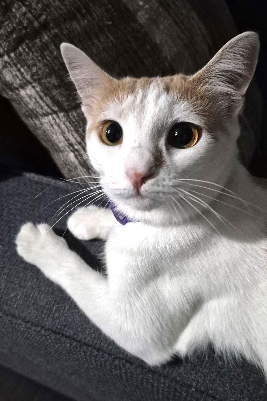 Peaches, a Adoptable Domestic Short Hair in St. Cloud, FL image 3/3