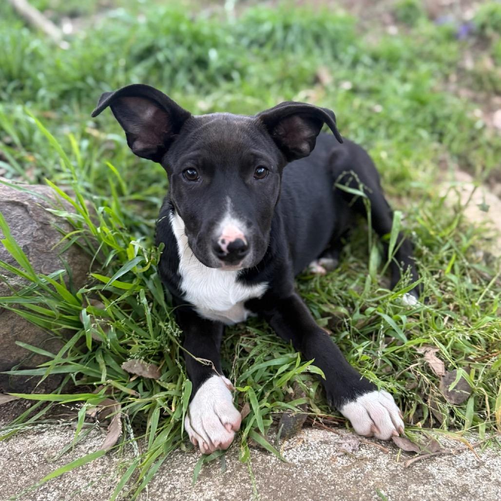 Peach, Adoptable, Puppy Female German Shepherd Dog & Mixed Breed.