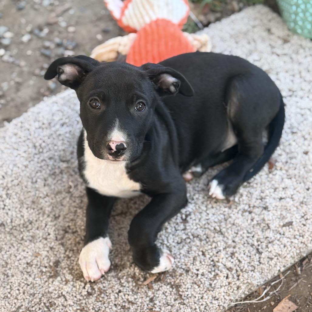 Enlarge Peach, a Adoptable mixed breed in San Diego, CA image 2/6