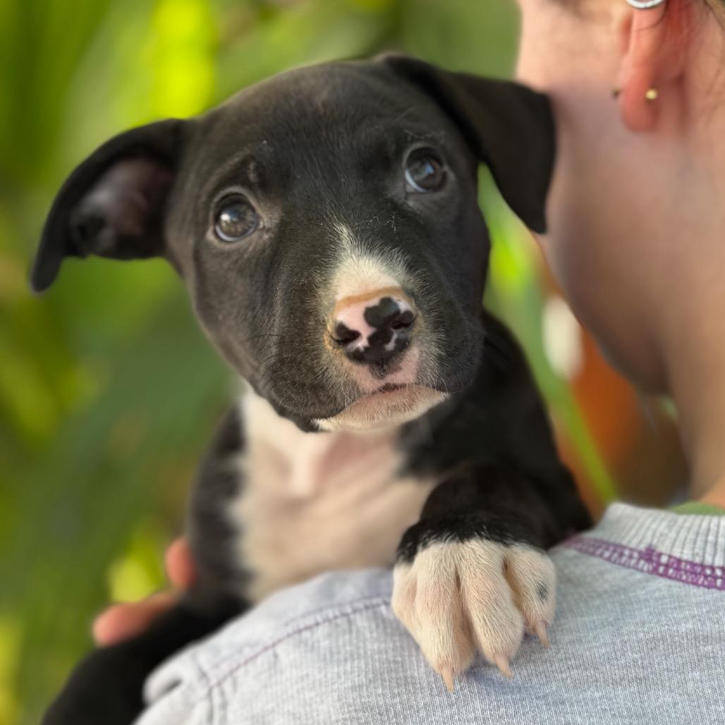 Enlarge Peach, a Adoptable mixed breed in San Diego, CA image 3/6