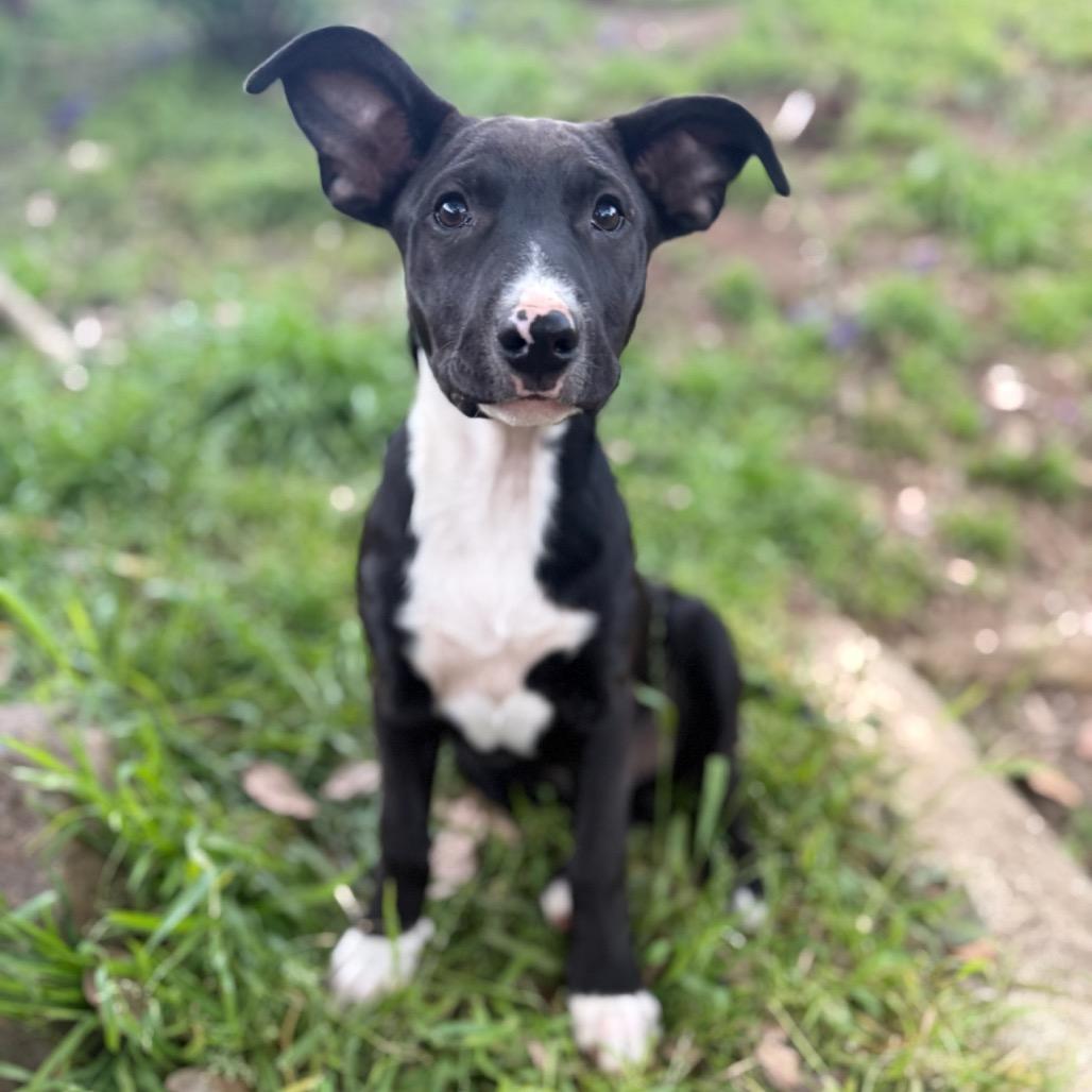 Enlarge Peach, a Adoptable mixed breed in San Diego, CA image 4/6