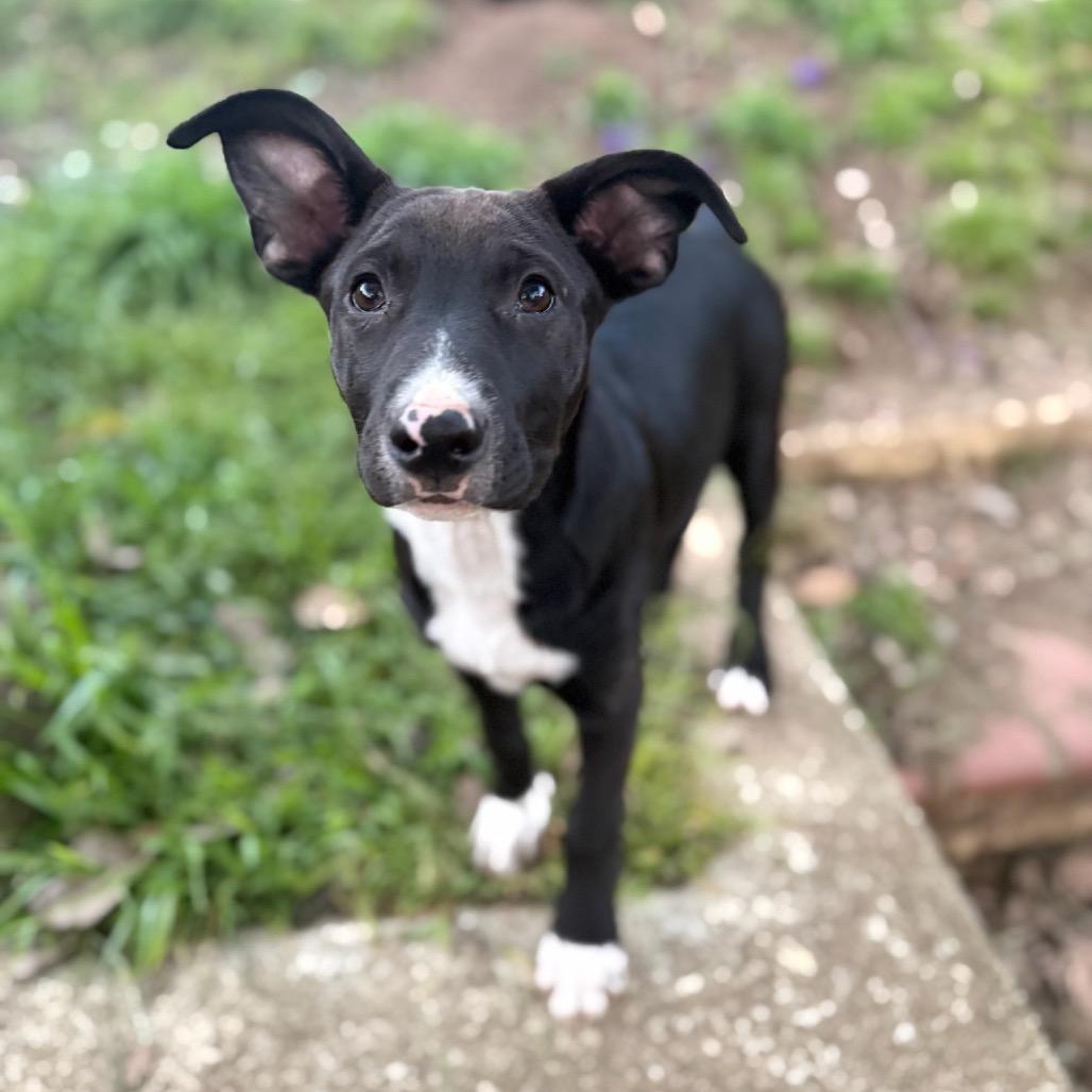 Enlarge Peach, a Adoptable mixed breed in San Diego, CA image 5/6