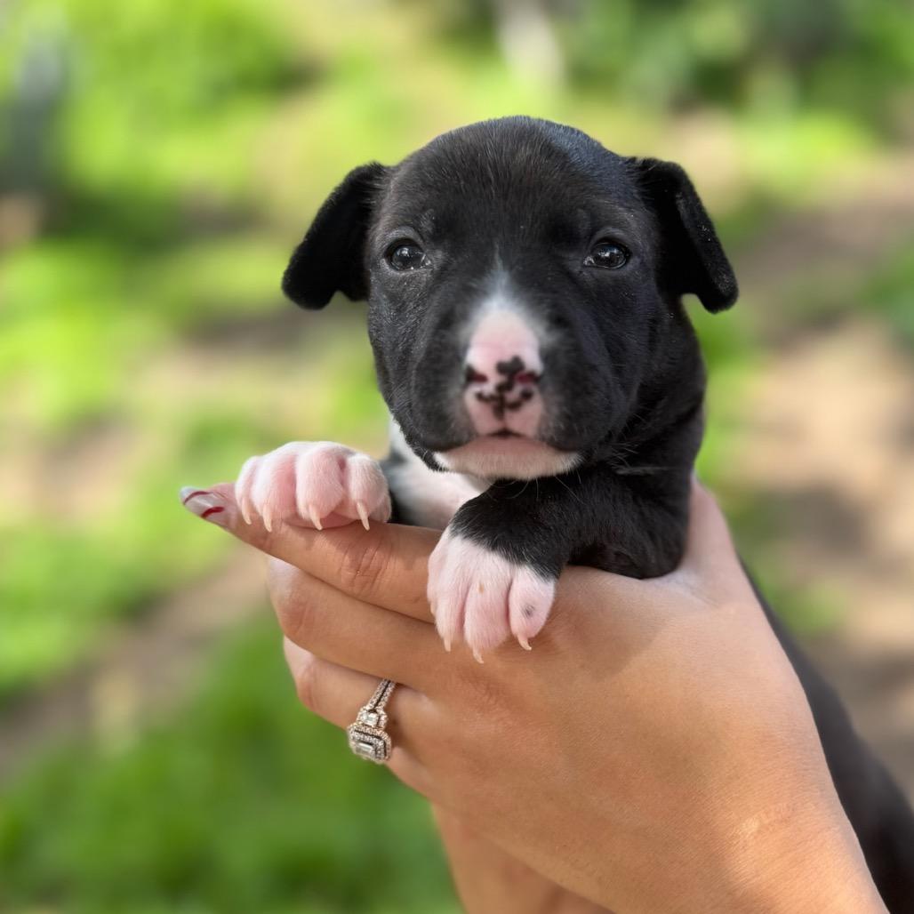 Enlarge Peach, a Adoptable mixed breed in San Diego, CA image 6/6