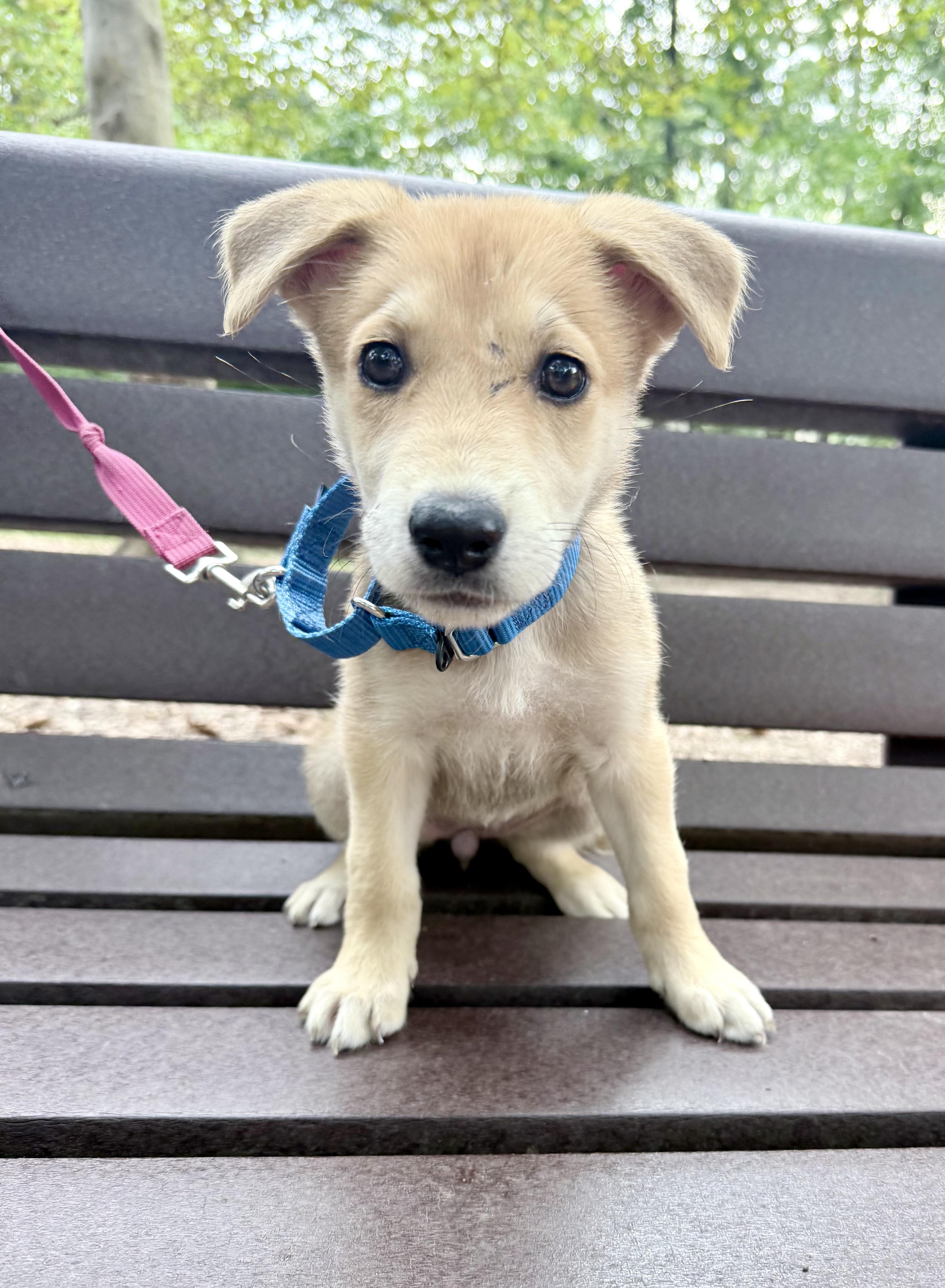 Enlarge Brooklyn, a Adoptable mixed breed in Fairfax, VA image 3/3