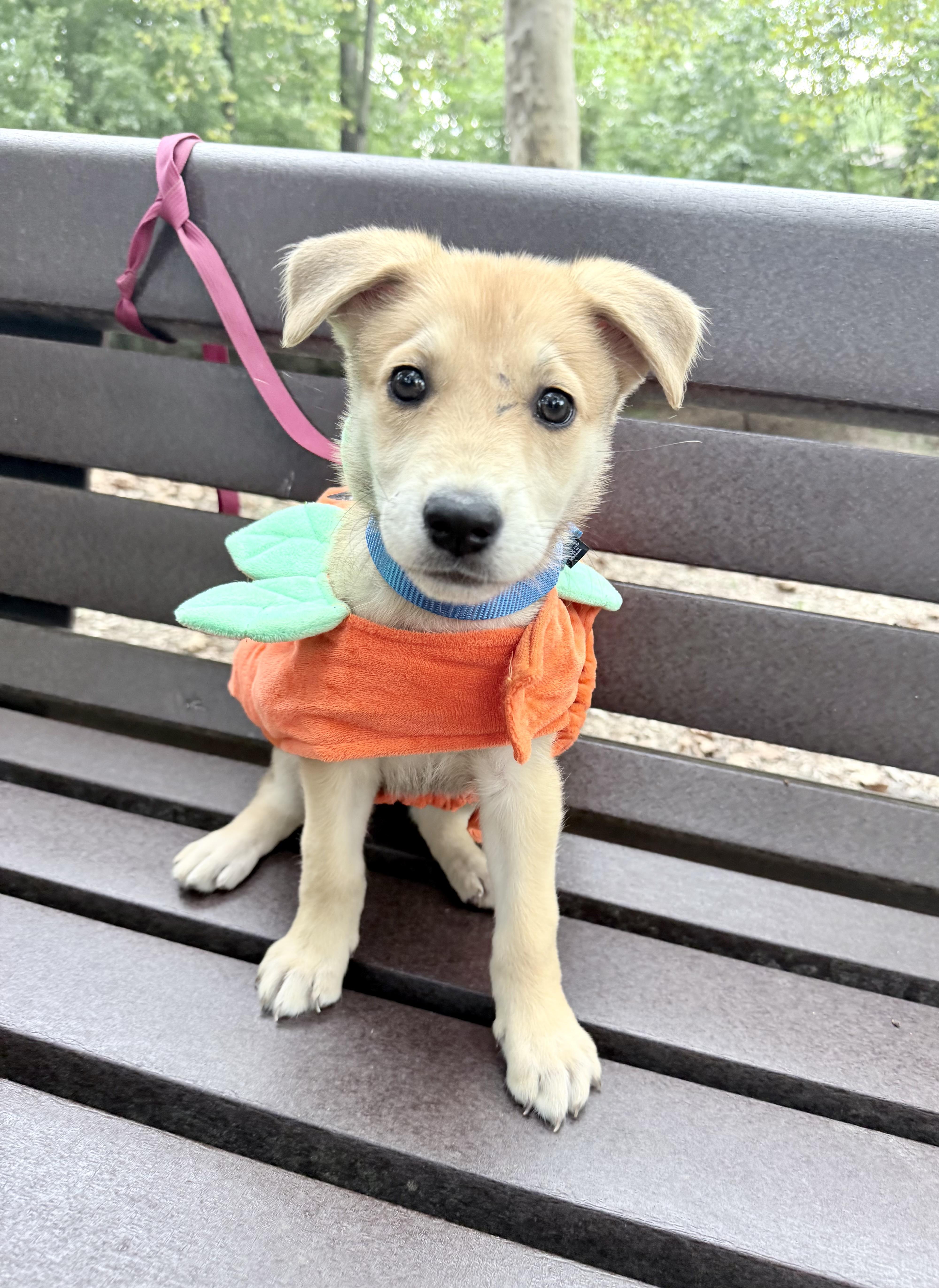 Enlarge Brooklyn, a Adoptable mixed breed in Fairfax, VA image 2/3