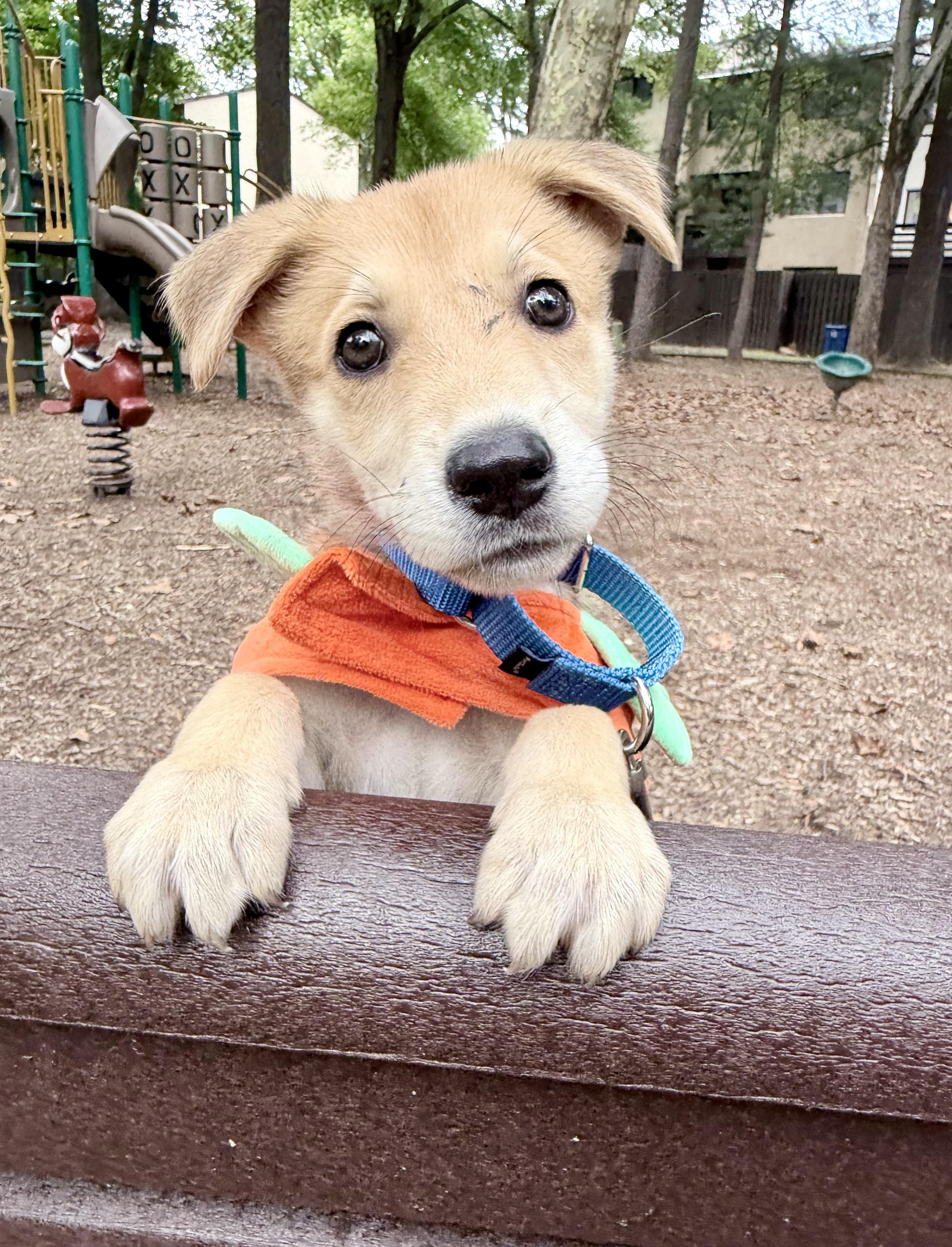 Brooklyn, Adoptable, Puppy Female Shiba Inu.