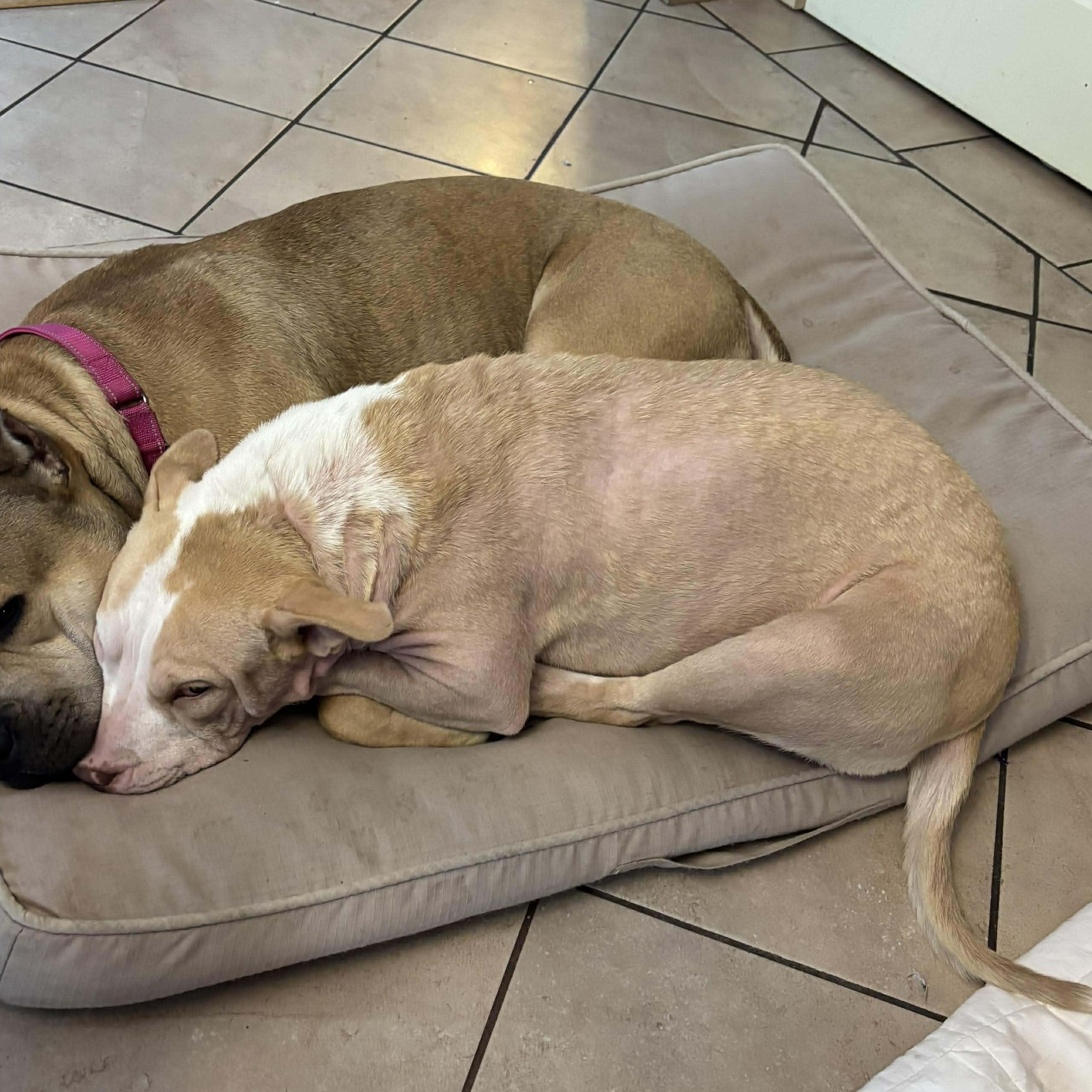 Brandy, a ADOPTABLE mixed breed in Rochester, NY image 2/4