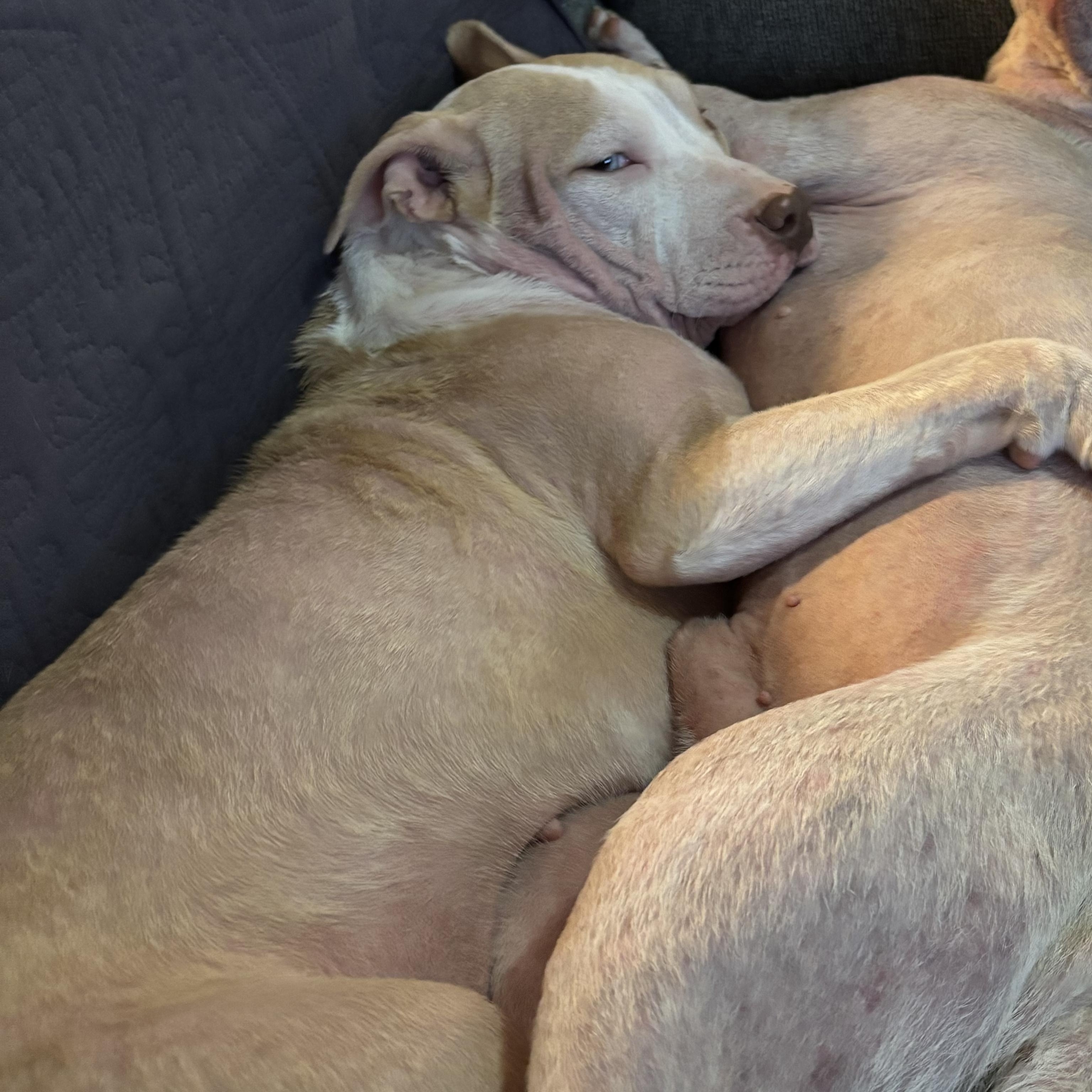 Brandy, a ADOPTABLE mixed breed in Rochester, NY image 3/4