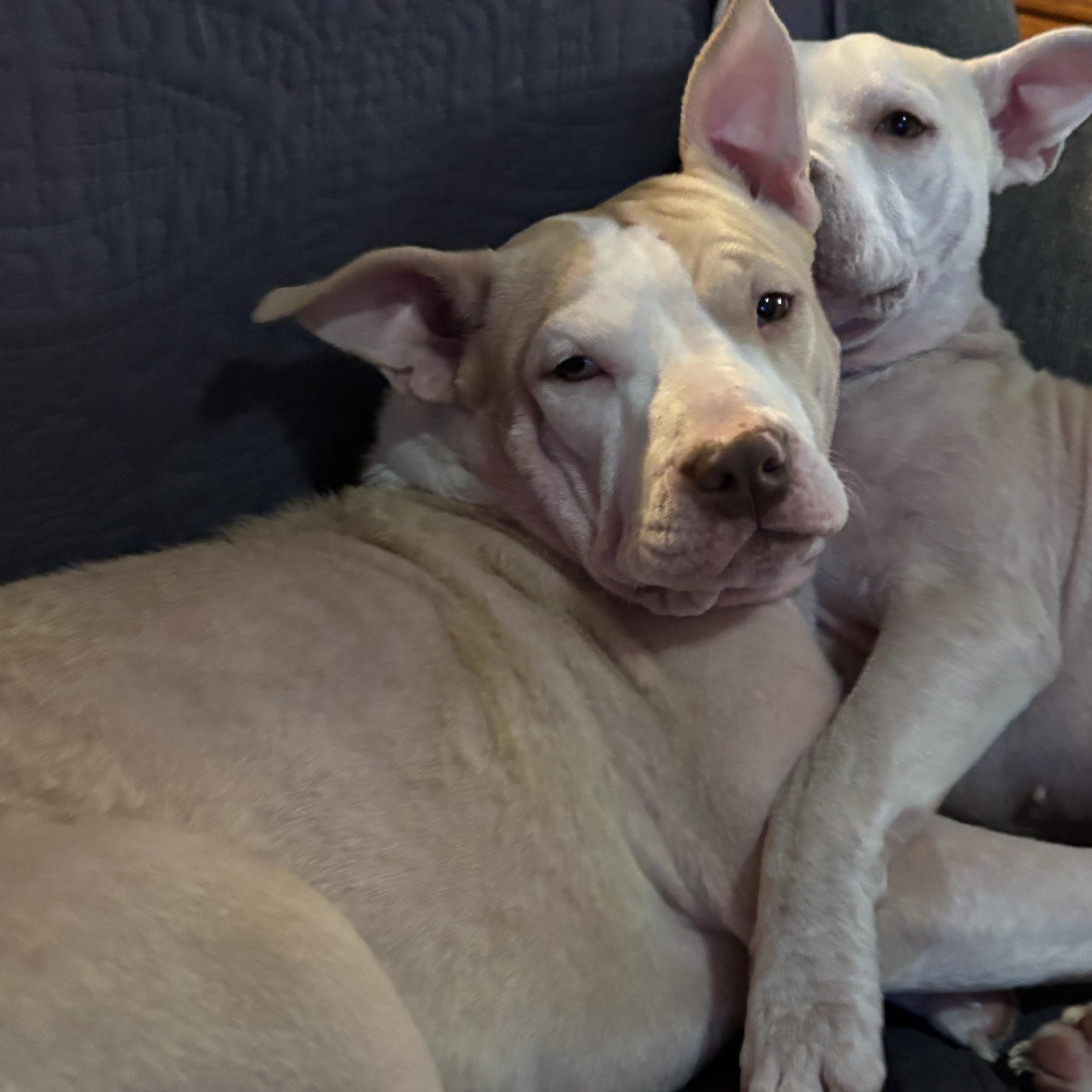 Brandy, ADOPTABLE, Puppy Female American Staffordshire Terrier.