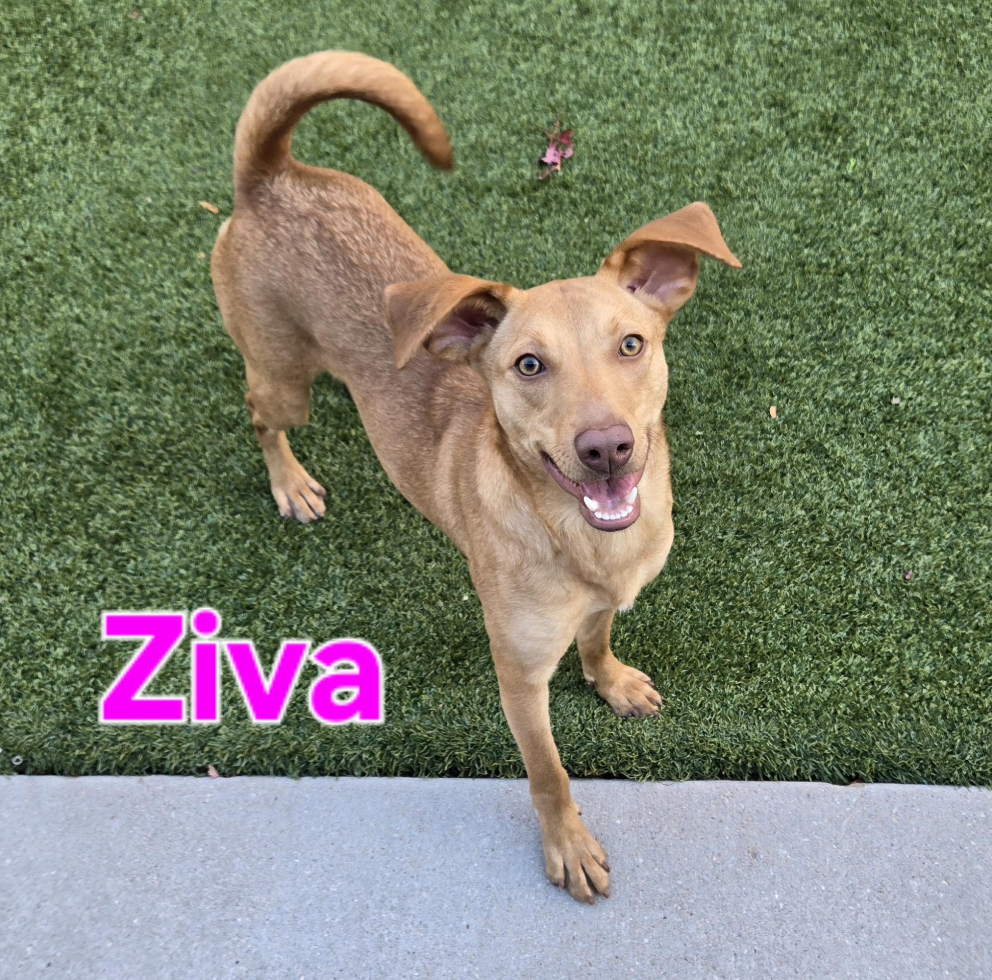 Ziva
