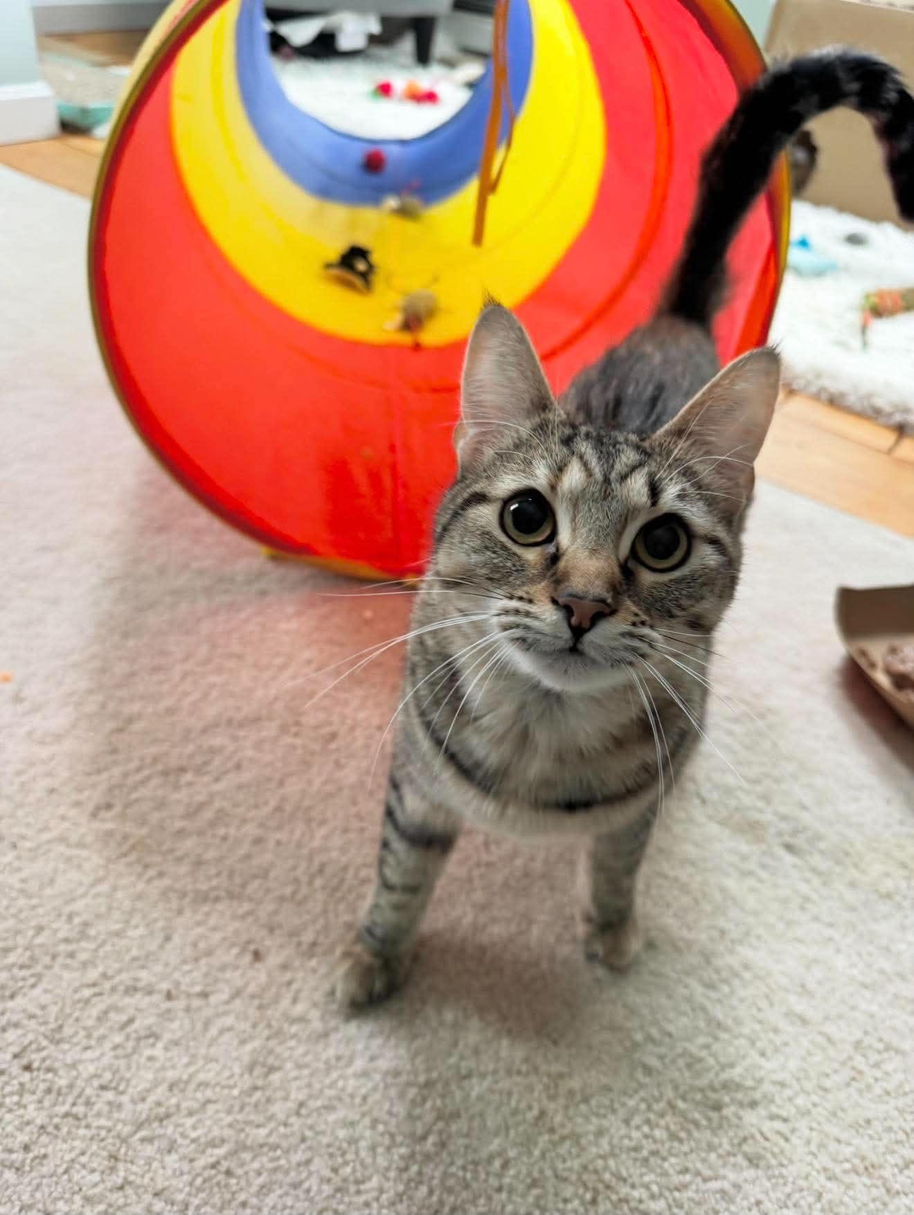 Enlarge MJ, a ADOPTABLE Domestic Short Hair in Kennebunk , ME image 3/5