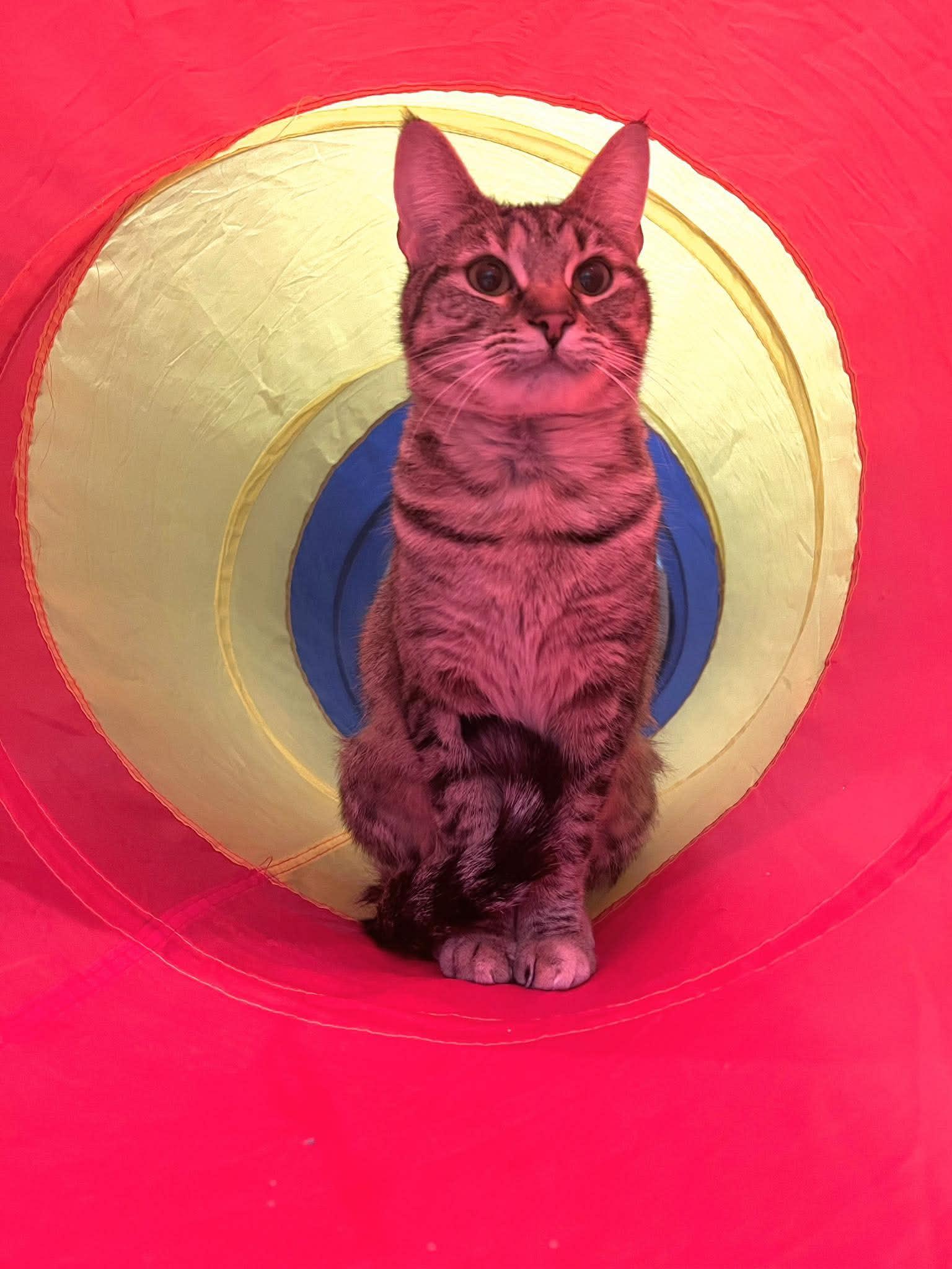 Enlarge MJ, a ADOPTABLE Domestic Short Hair in Kennebunk , ME image 5/5
