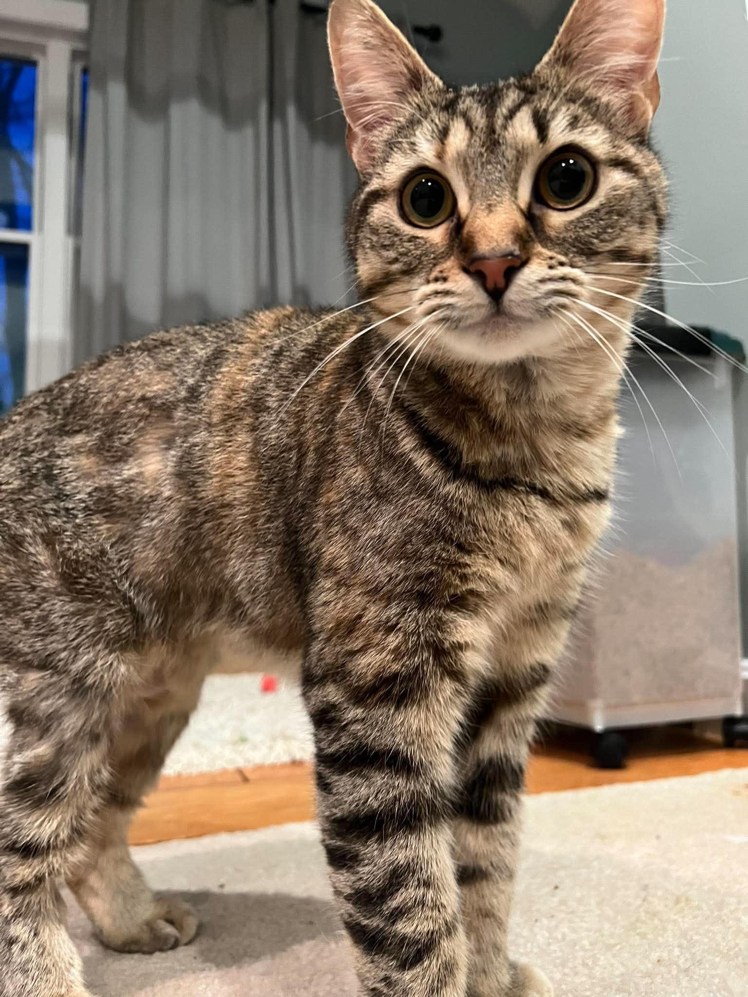 MJ, ADOPTABLE, Young Female Domestic Short Hair.
