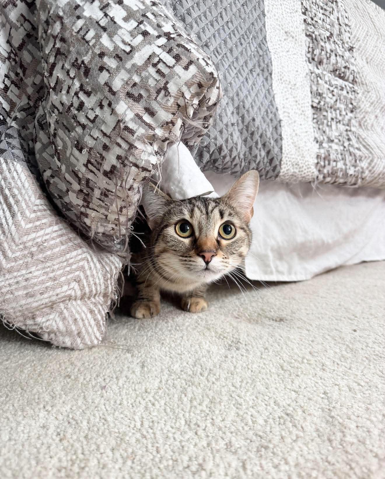 Enlarge MJ, a ADOPTABLE Domestic Short Hair in Kennebunk , ME image 4/5