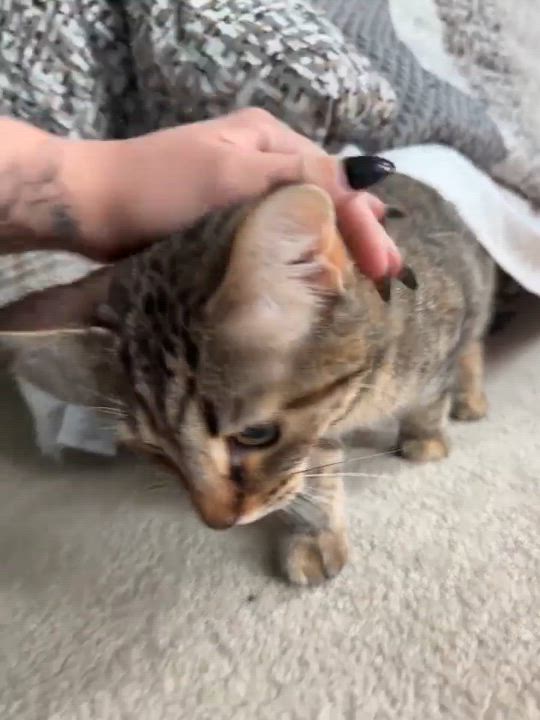 Enlarge MJ, a ADOPTABLE Domestic Short Hair in Kennebunk , ME video 2/5