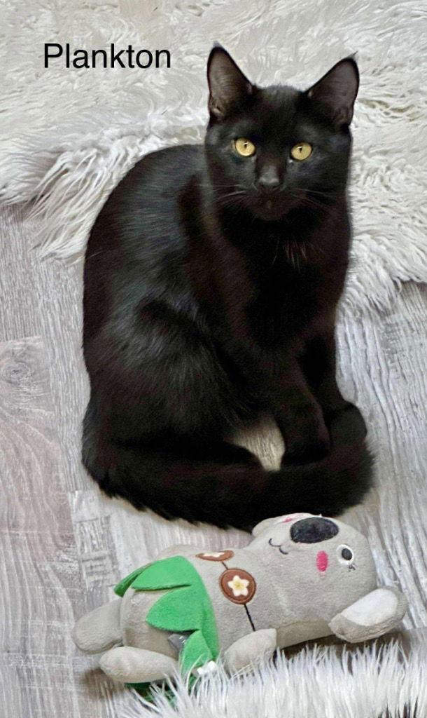 Plankton, Adoptable, Young Male Domestic Short Hair.