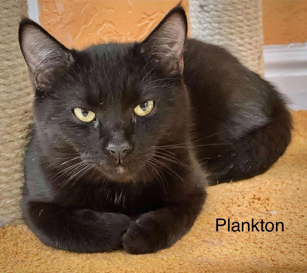 Enlarge Plankton, a Adoptable Domestic Short Hair in Saint George, UT image 1/3