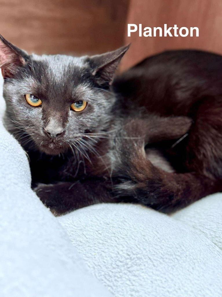 Enlarge Plankton, a Adoptable Domestic Short Hair in Saint George, UT image 3/3
