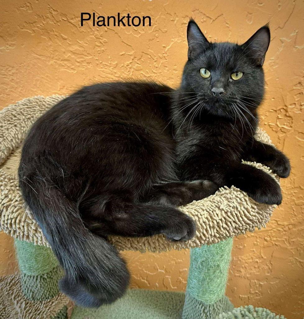 Plankton — thumbnail 2