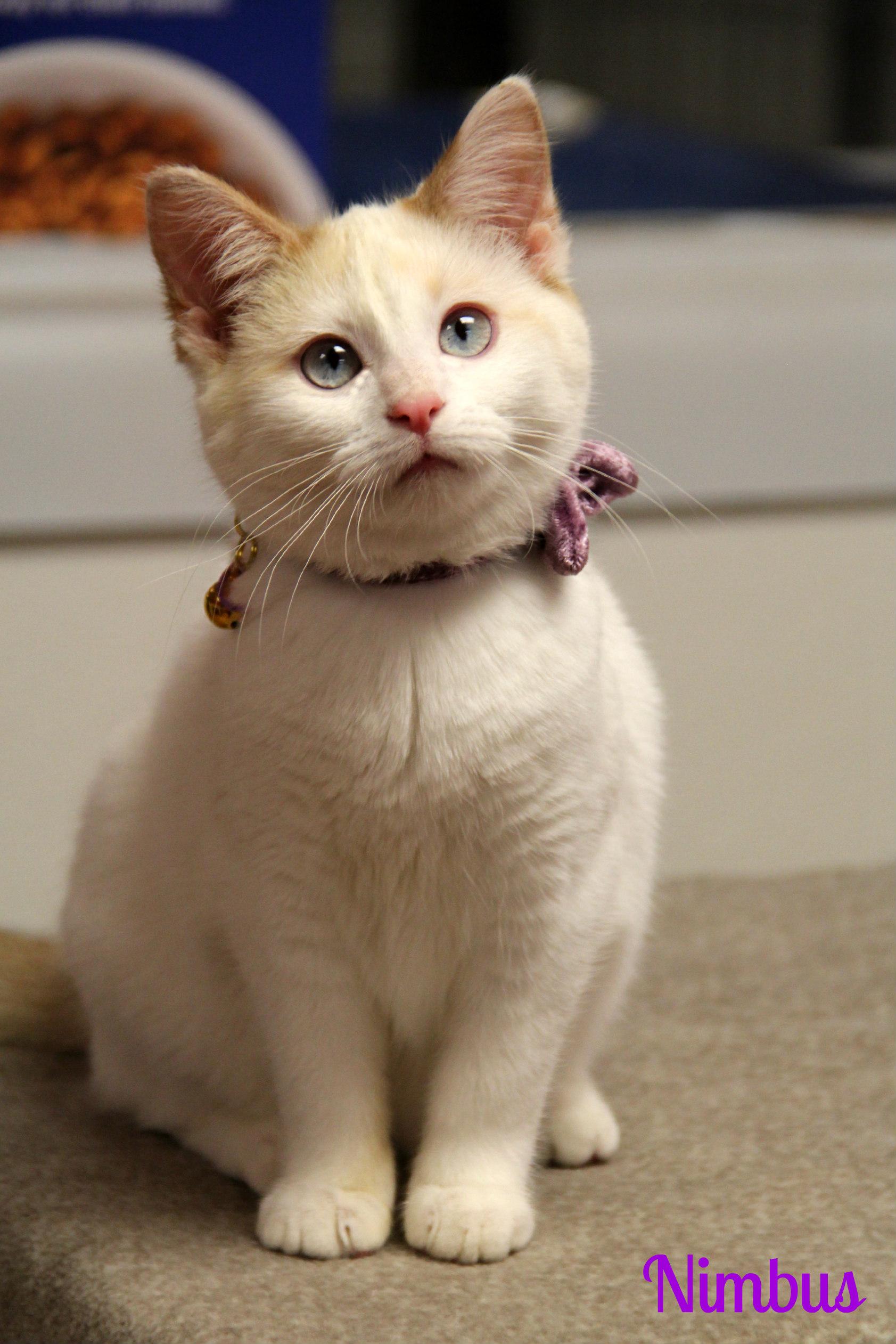 Nimbus , ADOPTABLE, Kitten Female Siamese & Domestic Short Hair.