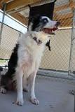 Jodie, Adoptable, Senior Female Mixed Breed.