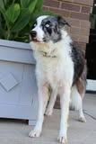 Jodie, a Adoptable mixed breed in Columbia, TN image 2/4