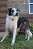 Jodie, a Adoptable mixed breed in Columbia, TN image 3/4