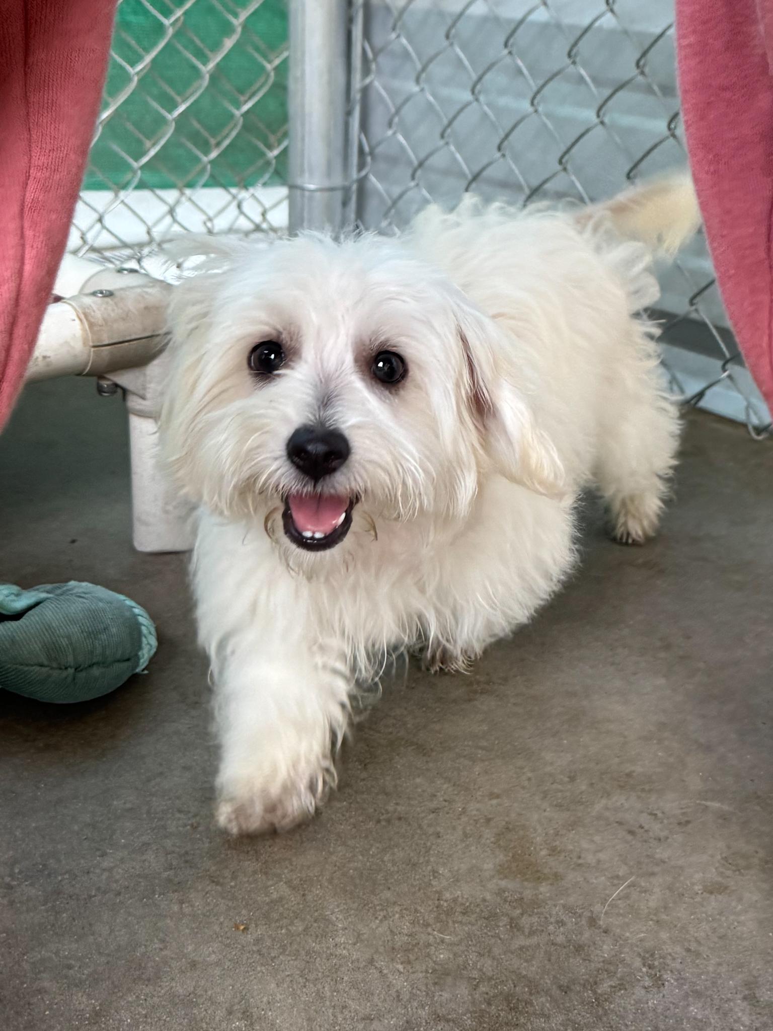 Enlarge BABY CARMEL, a Adopted Maltese in Fresno, CA image 3/6