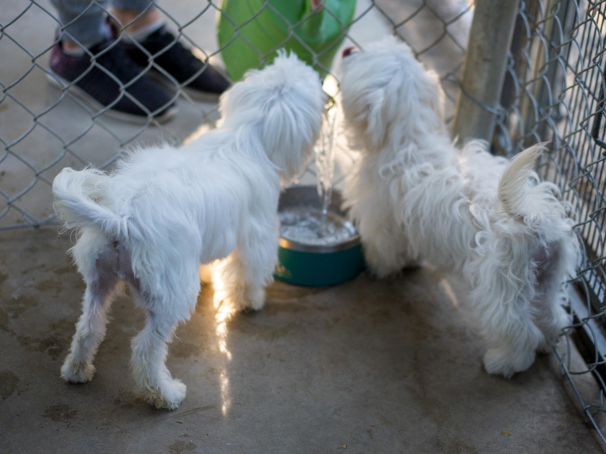 Enlarge BABY CARMEL, a Adopted Maltese in Fresno, CA image 4/6