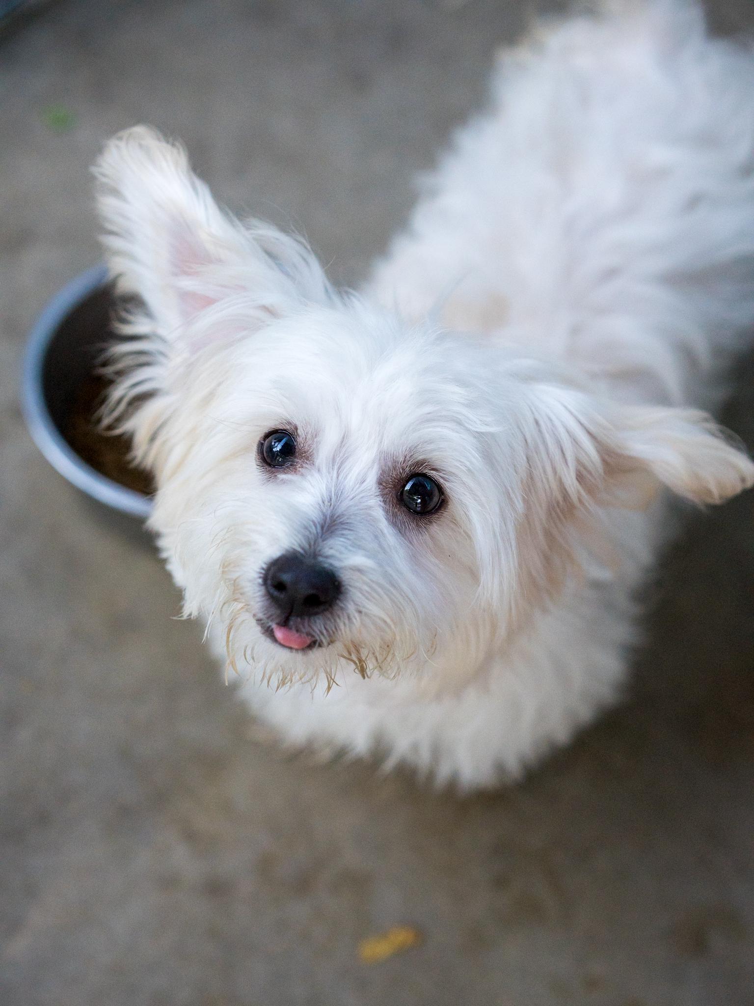 Enlarge BABY CARMEL, a Adopted Maltese in Fresno, CA image 2/6