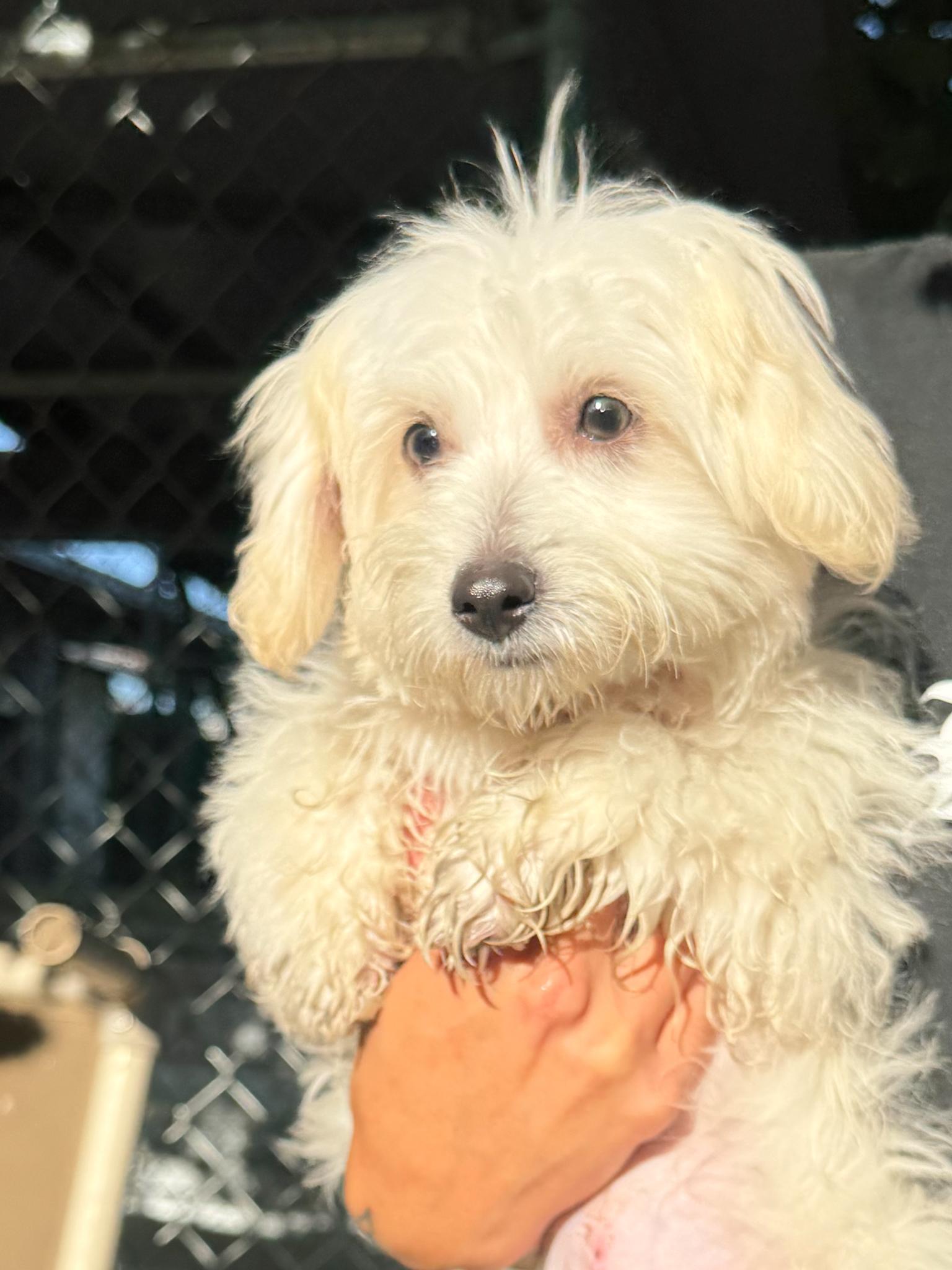 Enlarge BABY CARMEL, a Adopted Maltese in Fresno, CA image 1/6