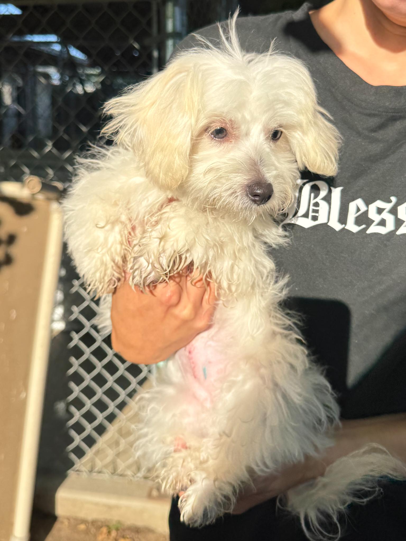 Enlarge BABY CARMEL, a Adopted Maltese in Fresno, CA image 6/6