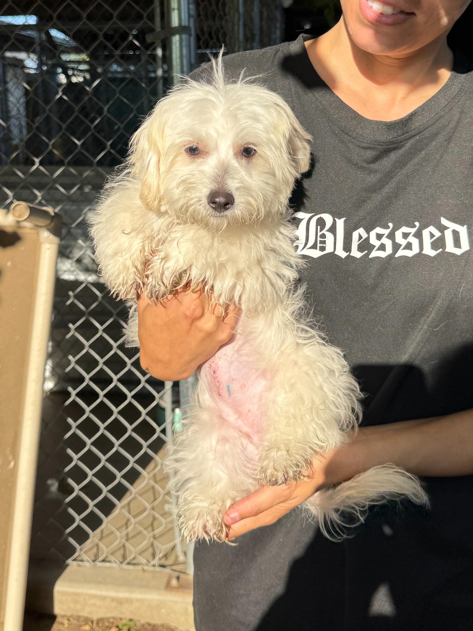 Enlarge BABY CARMEL, a Adopted Maltese in Fresno, CA image 5/6