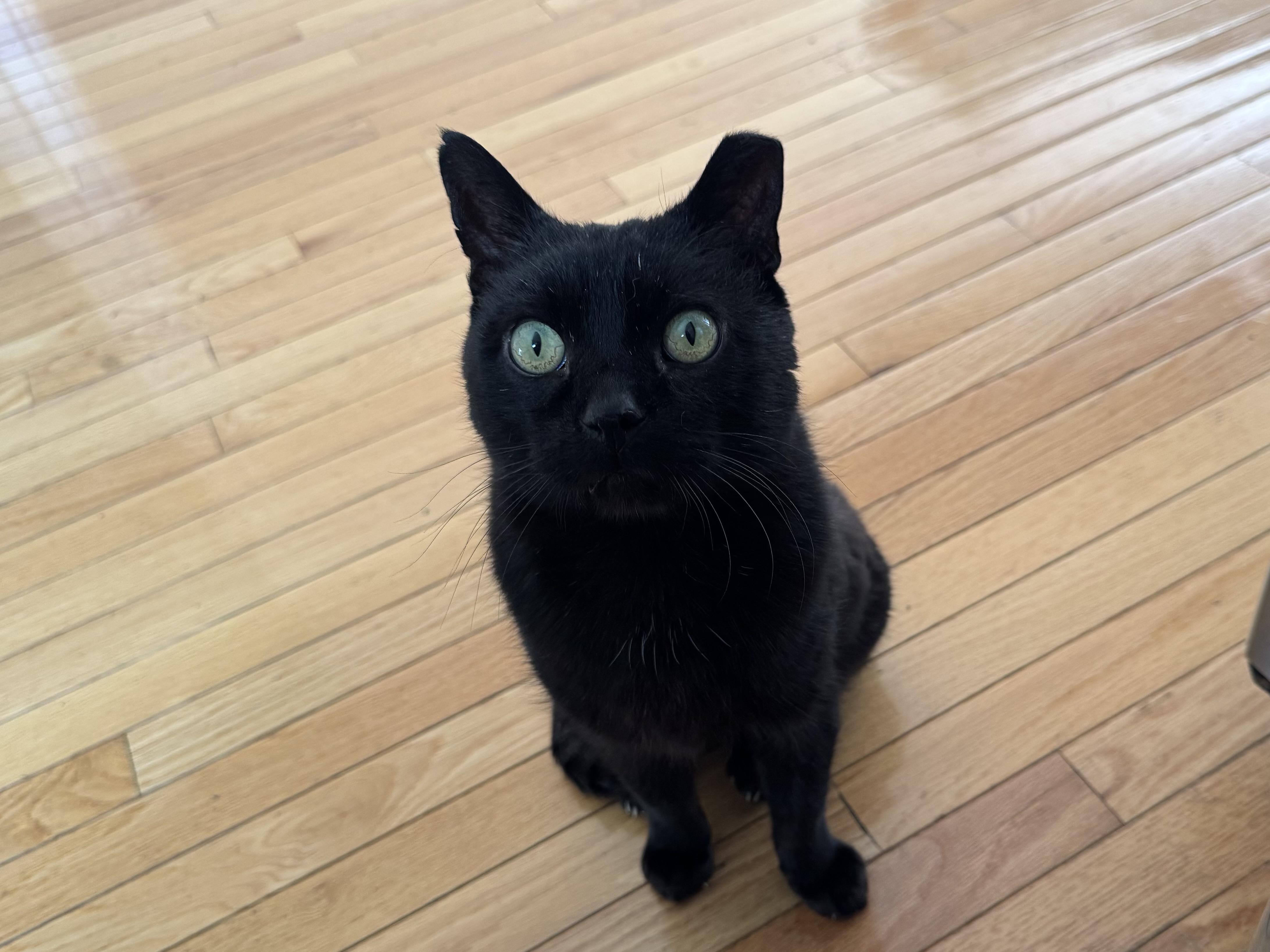 Enlarge Hooper, a Adoptable Domestic Short Hair in Grayslake, IL image 3/4