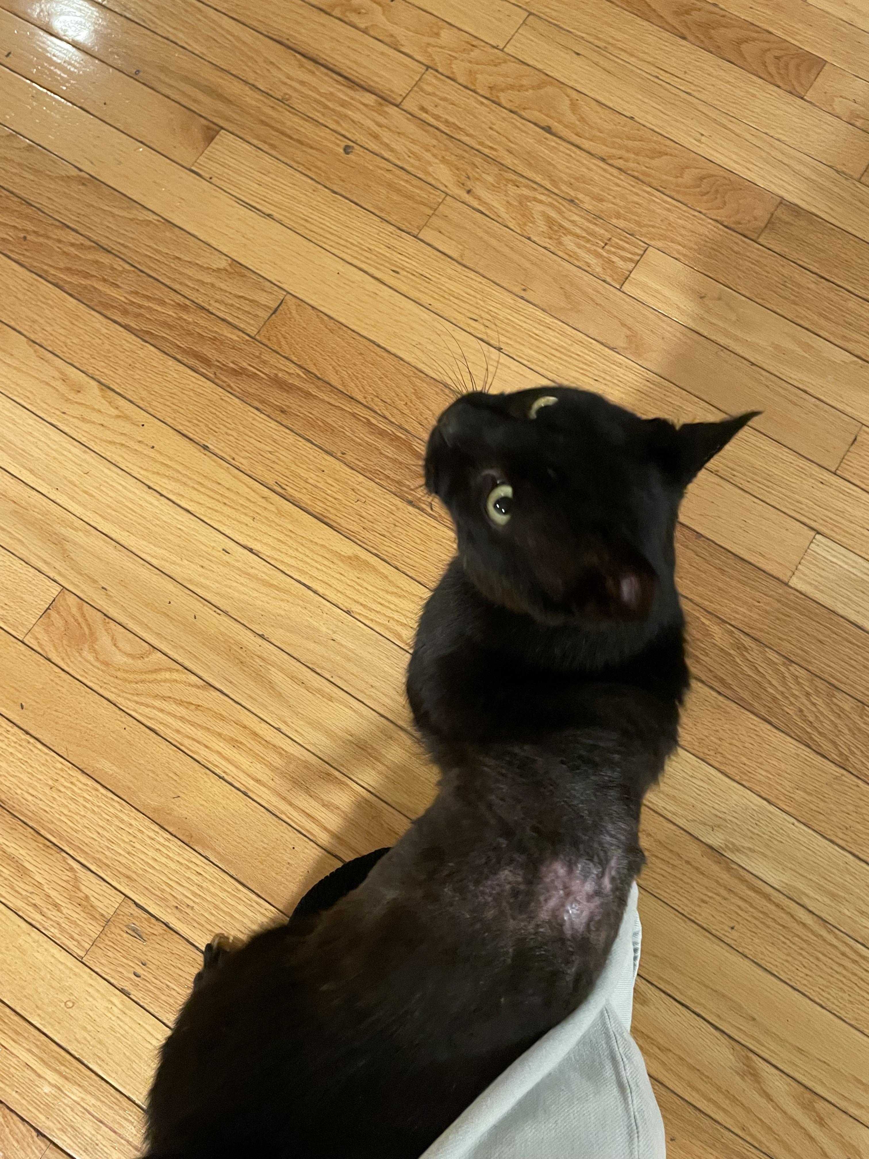 Enlarge Hooper, a Adoptable Domestic Short Hair in Grayslake, IL image 2/4