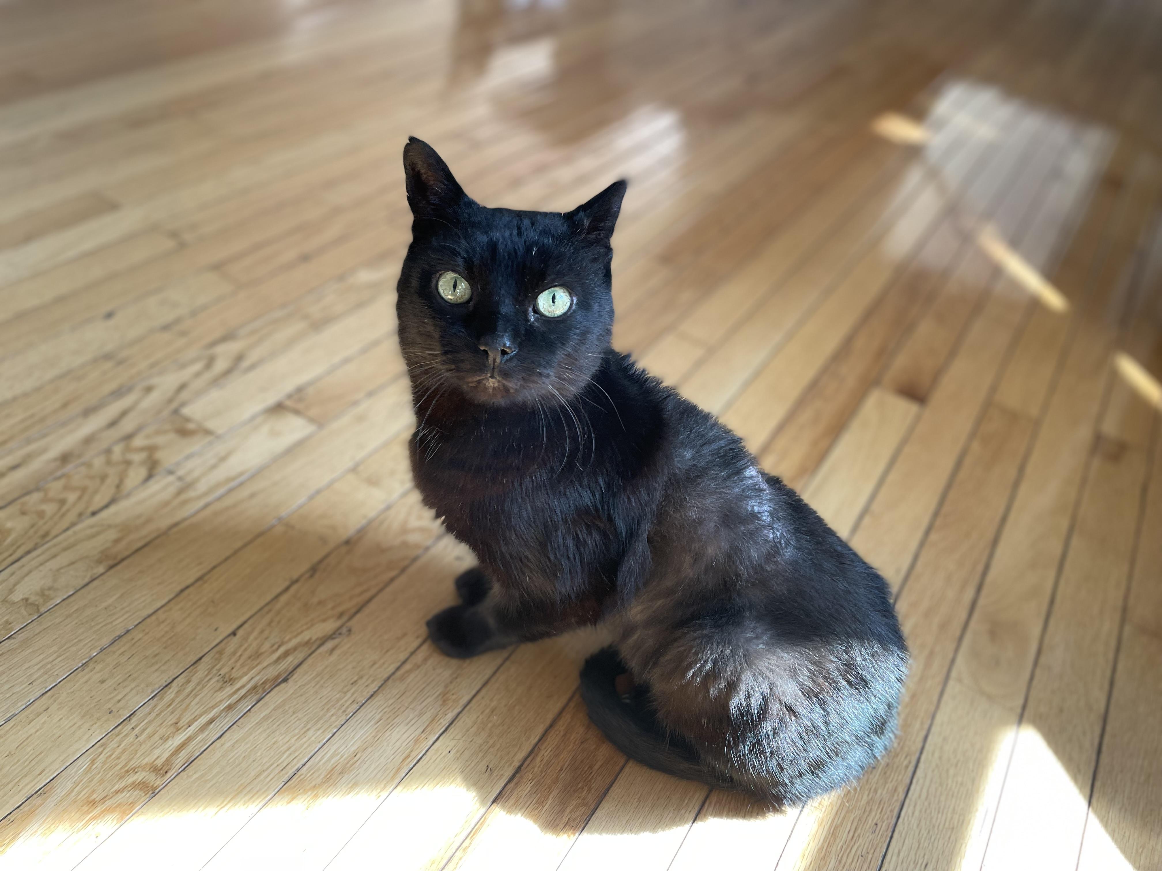 Enlarge Hooper, a Adoptable Domestic Short Hair in Grayslake, IL image 1/4