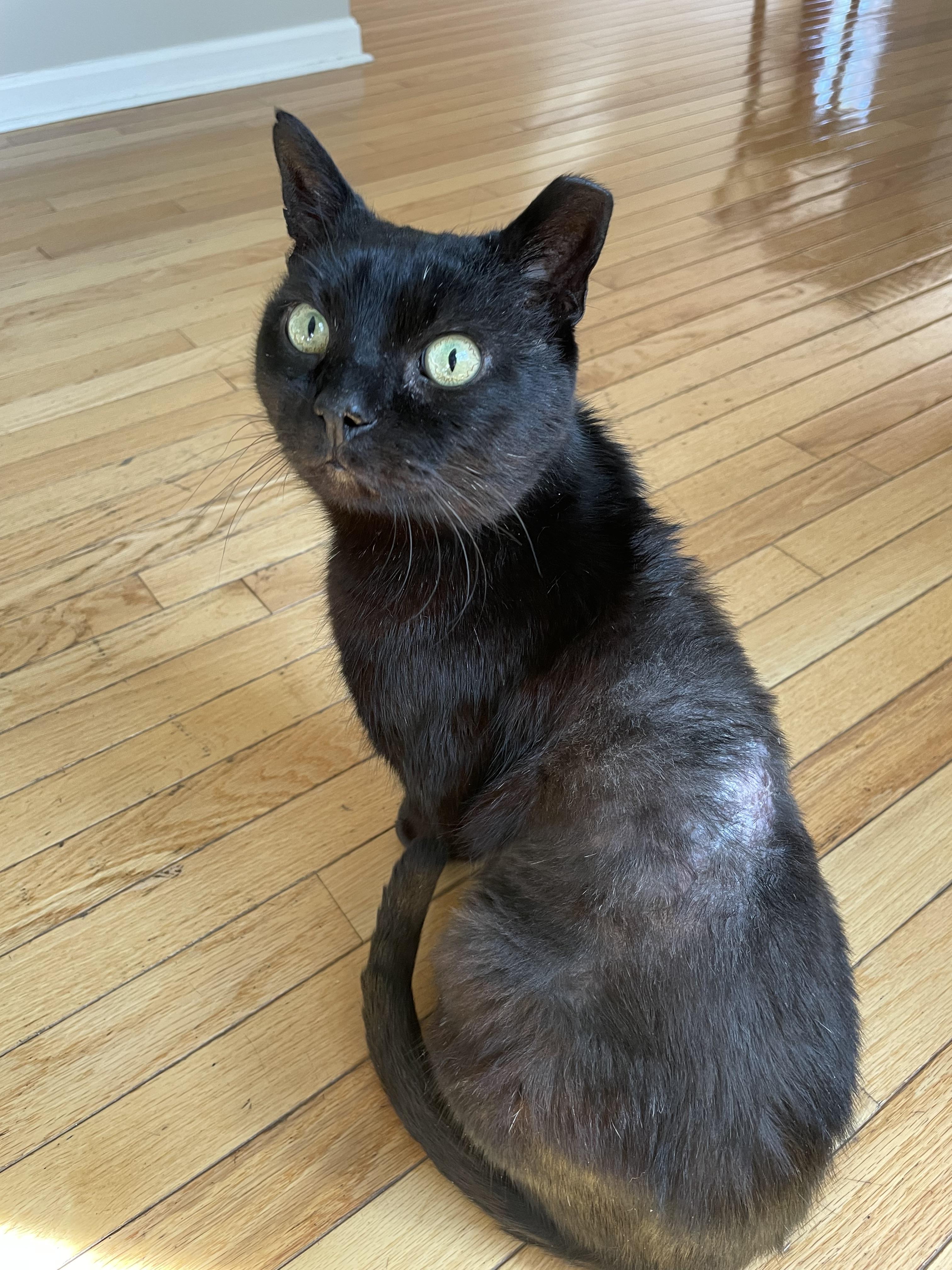 Enlarge Hooper, a Adoptable Domestic Short Hair in Grayslake, IL image 4/4
