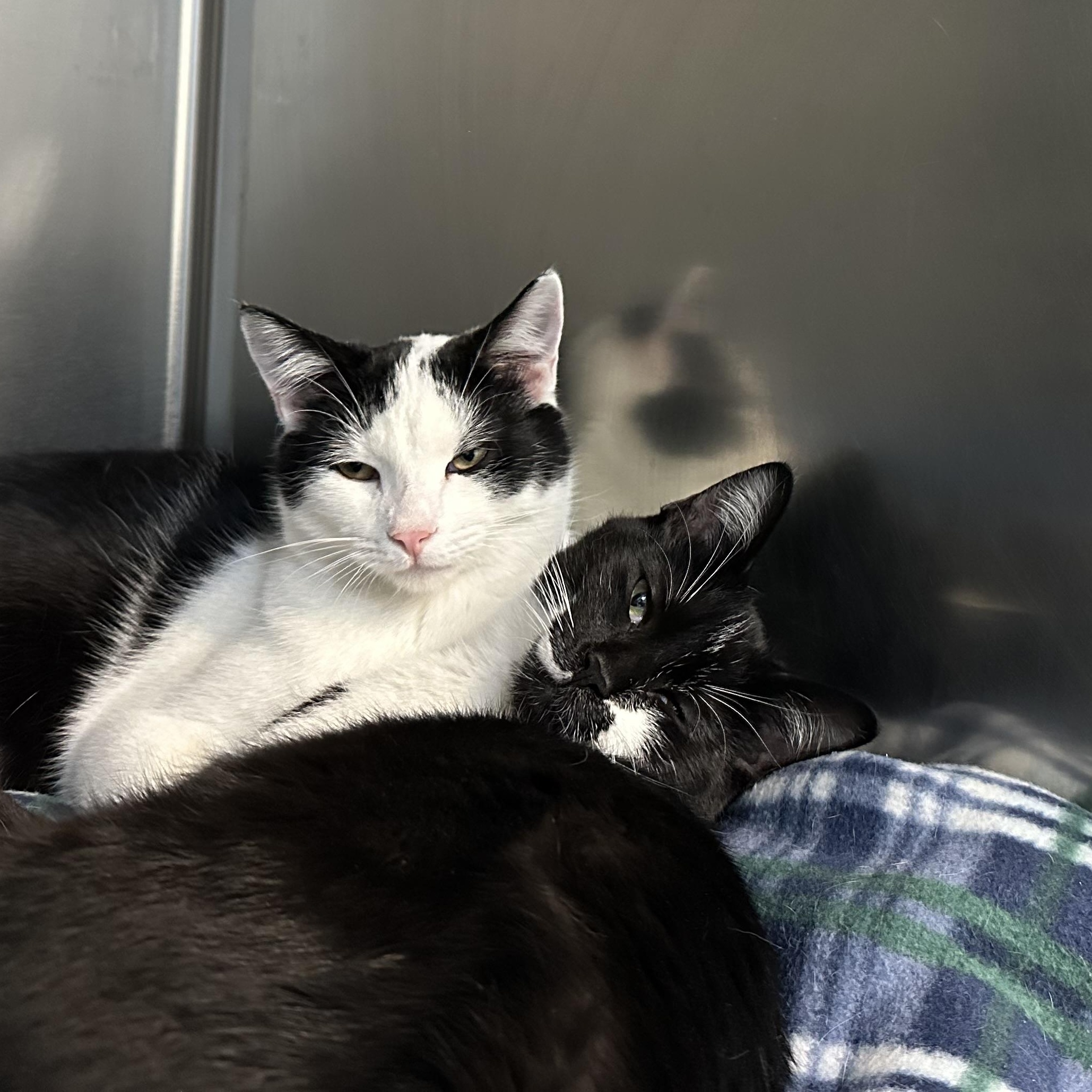 Enlarge Mowgli & Finn, a Adoptable Domestic Short Hair in Clifton, NJ image 1/6