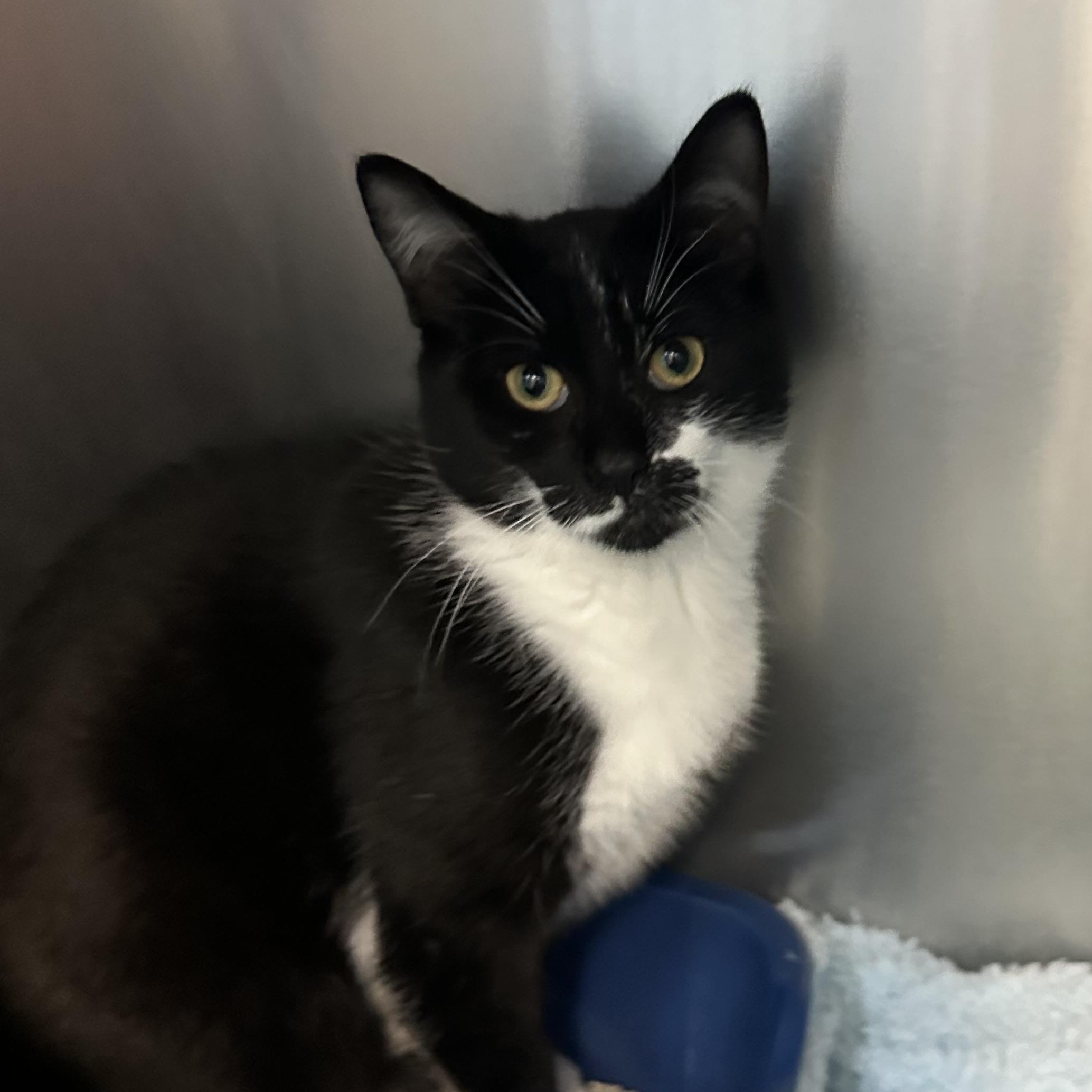 Enlarge Mowgli & Finn, a Adoptable Domestic Short Hair in Clifton, NJ image 4/6