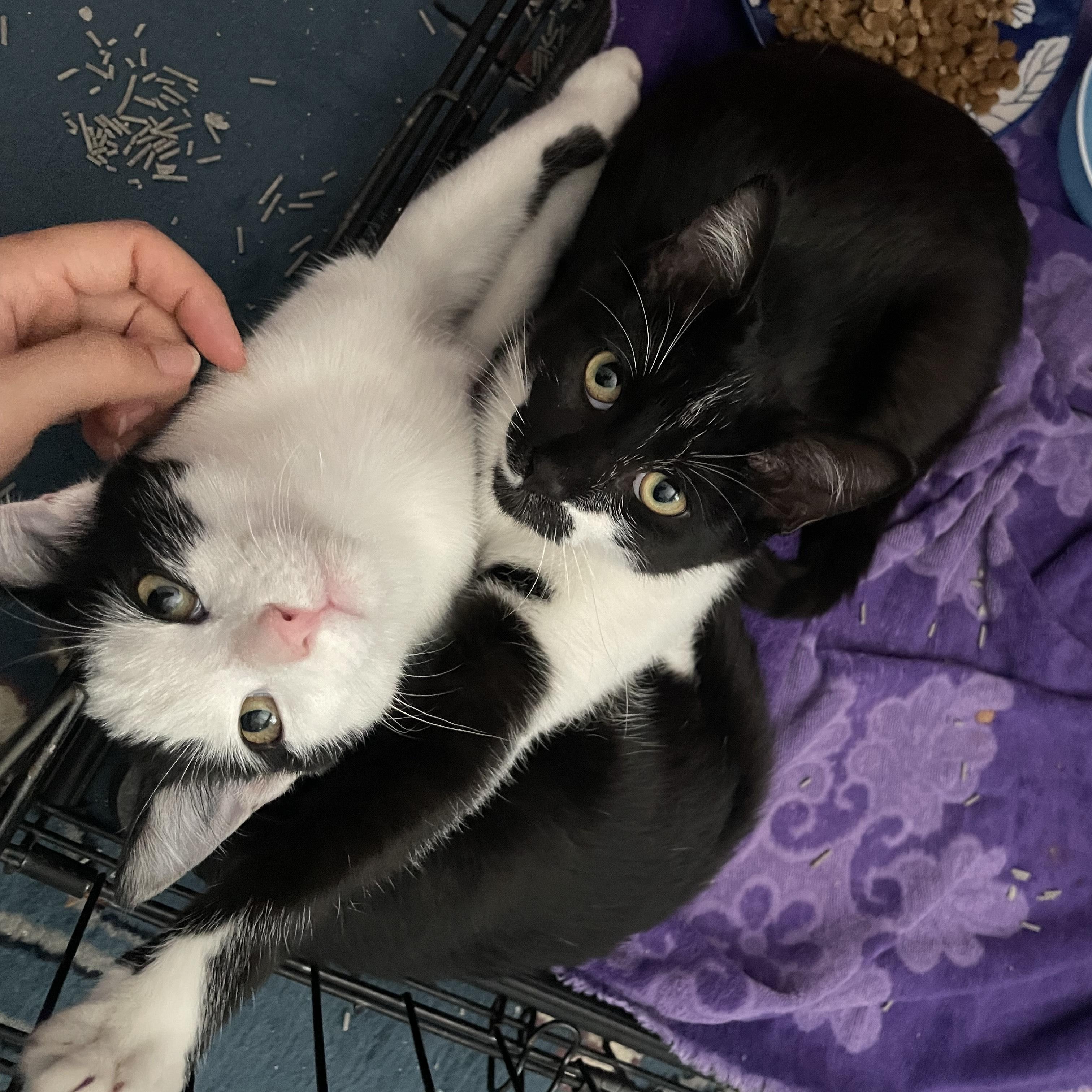 Enlarge Mowgli & Finn, a Adoptable Domestic Short Hair in Clifton, NJ image 5/6