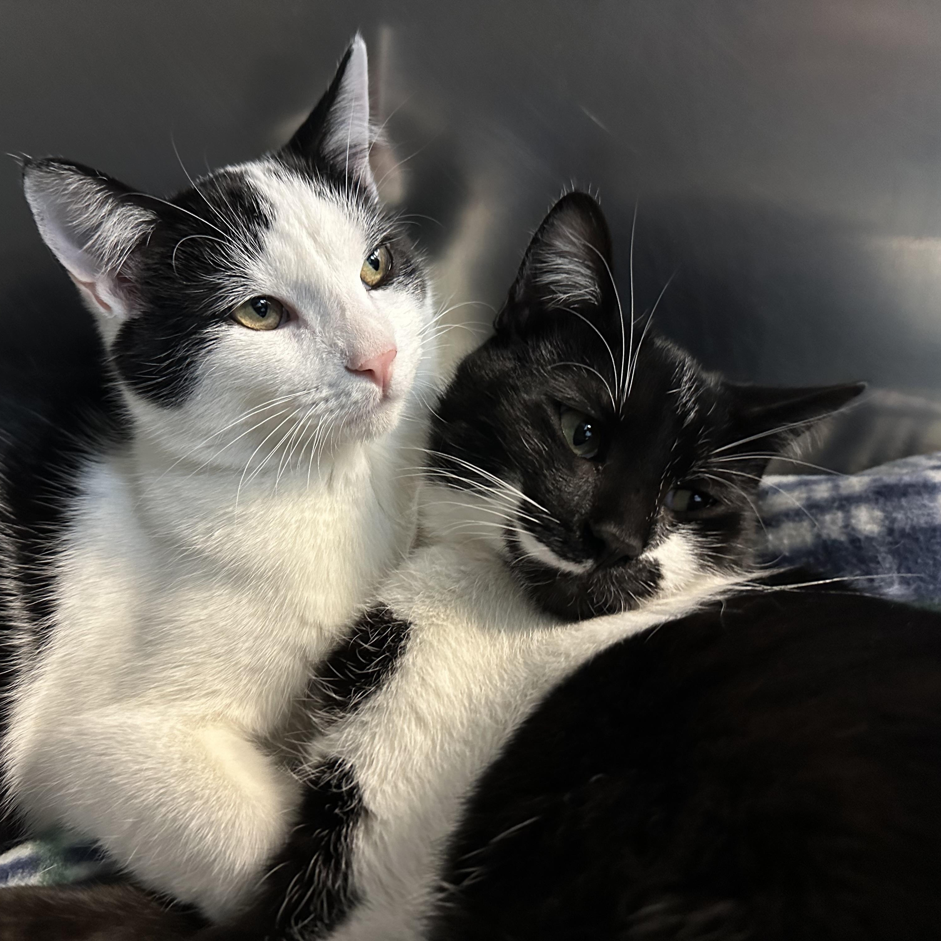 Enlarge Mowgli & Finn, a Adoptable Domestic Short Hair in Clifton, NJ image 3/6