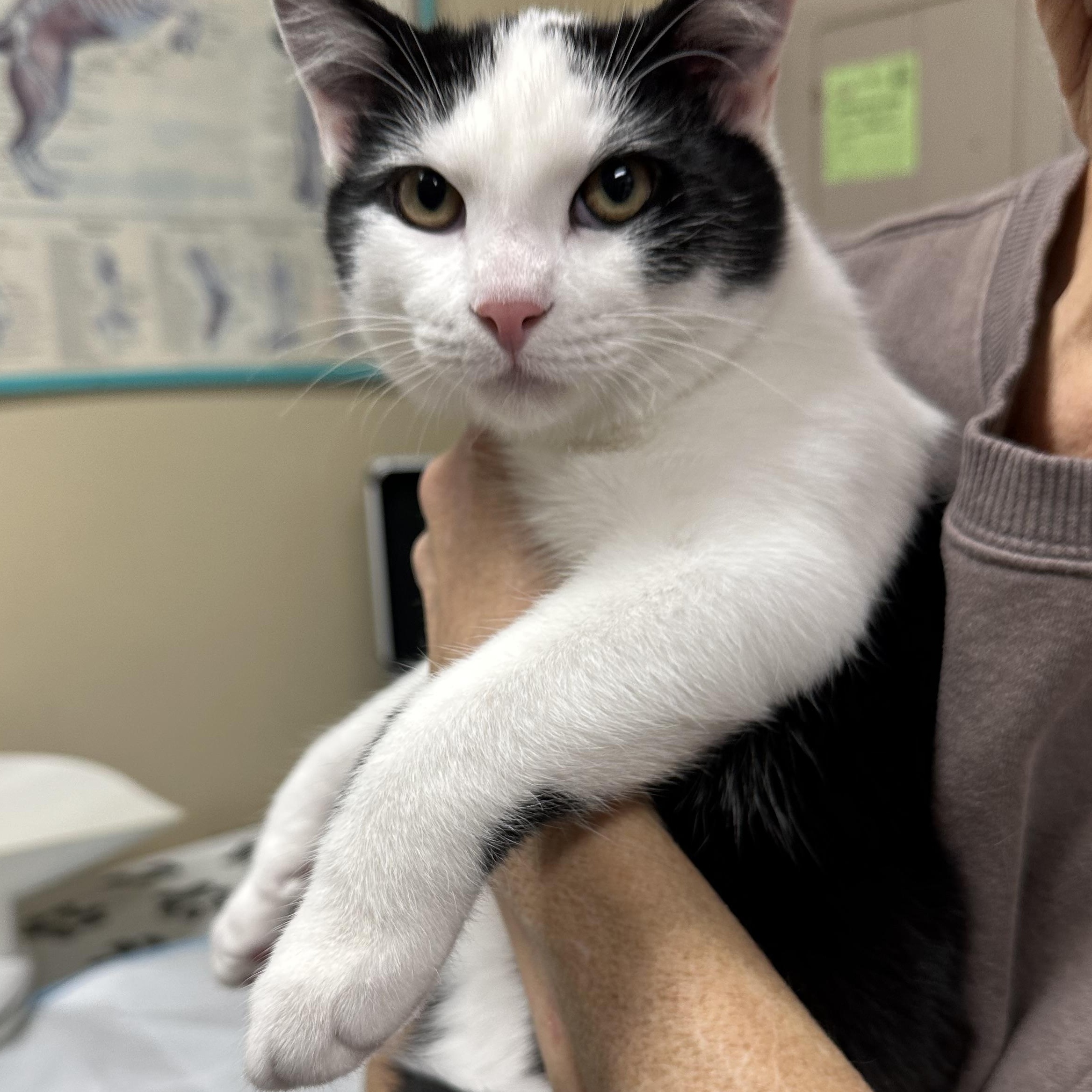 Enlarge Mowgli & Finn, a Adoptable Domestic Short Hair in Clifton, NJ image 6/6